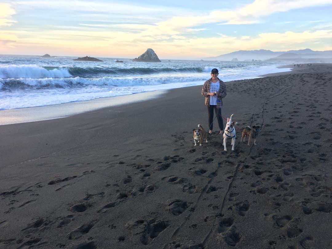 LillyBelle Deer - With Dogs on the Beach